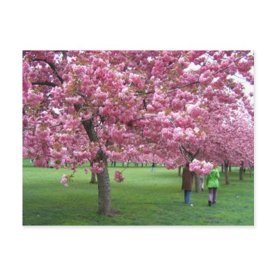 Cherry blossom trees postcard by JellyRollDesigns