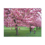 Cherry blossom trees postcards
