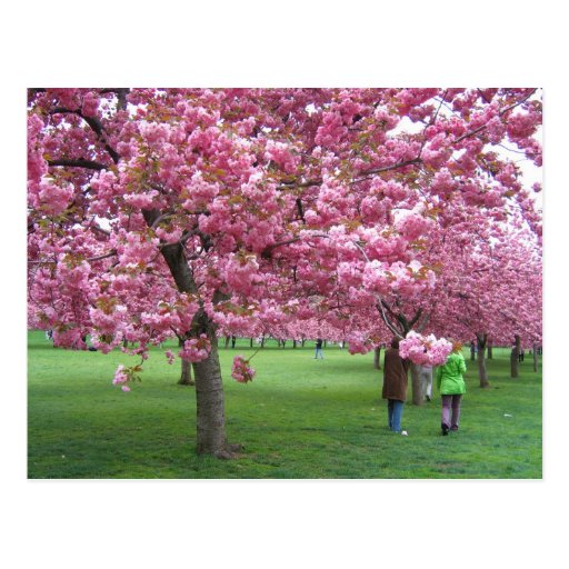 Cherry blossom trees postcard
