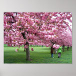 Cherry blossom trees print