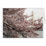 Cherry Blossom Washington DC Greeting Cards