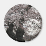 cherry blossom Washington dc Magnet
