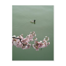 Cherry Blossom Washington DC Postcard