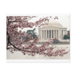 Cherry Blossom Washington DC Post Card