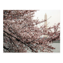 Cherry Blossom Washington DC Postcards