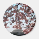 Cherry Blossom Washington DC Refrigerator Magnet