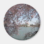 Cherry Blossom Washington DC Refrigerator Magnets