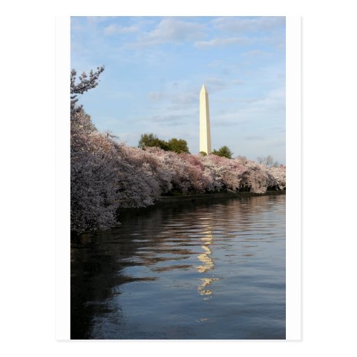 Cherry Blossom Washington monument Post Cards