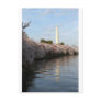 Cherry Blossom Washington monument Post Cards