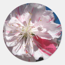 Cherry Blossom Wedding Envelope Seal Sticker