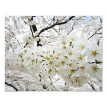Cherry Blossoms 12 Print Photo Print