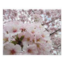 Cherry Blossoms 13 Print Art Photo