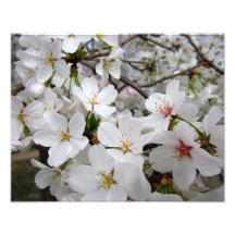 Cherry Blossoms 1 Print Photograph