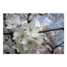 Cherry Blossoms 2 Print Photo Art