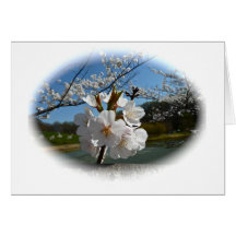 Cherry Blossoms 3 Cards