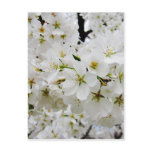 Cherry Blossoms 3 Postcard