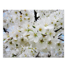 Cherry Blossoms 3 Print Photo Print
