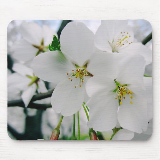 Cherry Blossoms 4 Mouse Pad