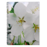 Cherry Blossoms 4 Notebook