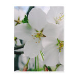 Cherry Blossoms 4 Postcard