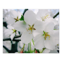 Cherry Blossoms 4 Print Photograph