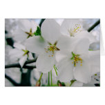 Cherry Blossoms 4 Sympathy Card