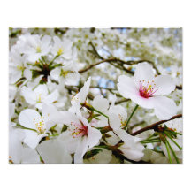 Cherry Blossoms 5 Print Photo Print
