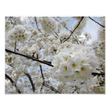 Cherry Blossoms 6 Print Photo Print