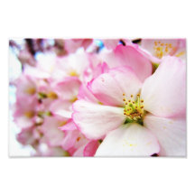 Cherry Blossoms 7 Print Photo Art