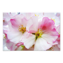 Cherry Blossoms 8 Print Photo