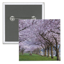 Cherry blossoms along Willamette river, USA Pinback Buttons