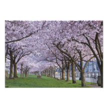 Cherry blossoms along Willamette river, USA Photographic Print