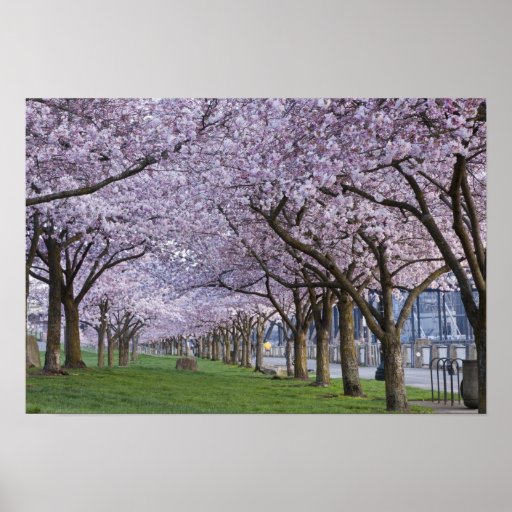 Cherry blossoms along Willamette river, USA Print