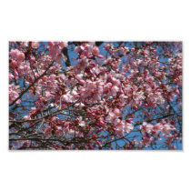 Cherry Blossoms and Blue Sky Photo Print