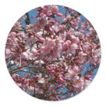 Cherry Blossoms and Blue Sky Sticker