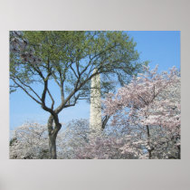 Cherry Blossoms and the Washington Monument Print