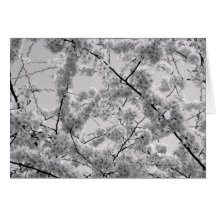 'Cherry Blossoms' B&W Blank Note Card