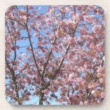 Cherry Blossoms Beverage Coasters