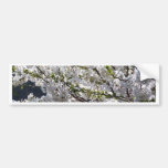 Cherry Blossoms Bumper Stickers