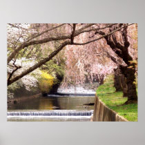 Cherry Blossoms by the Mill Stream Poster