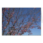 Cherry Blossoms Greeting Card