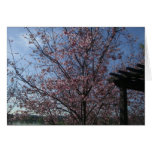 Cherry Blossoms Greeting Card
