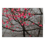 Cherry Blossoms Cards