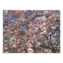 Cherry Blossoms Everywhere Art Photo