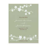 Cherry Blossoms Green Postcards
