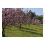 Cherry Blossoms In Full Bloom Greeting Cards