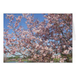 Cherry Blossoms In Full Bloom Cards