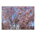 Cherry Blossoms In Full Bloom Cards