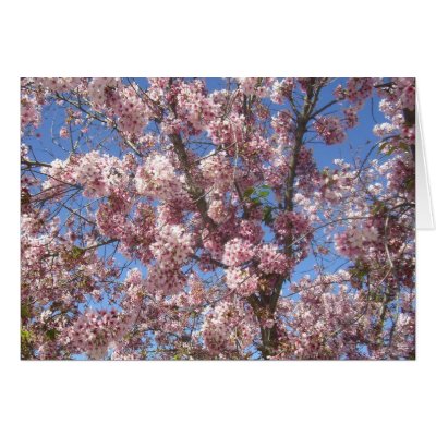 Cherry Blossoms In Full Bloom by JuJuGardens