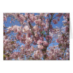 Cherry Blossoms In Full Bloom cards